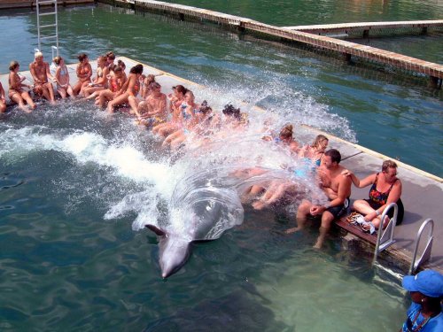 Dolphin Encounter Interact with dolphins in the natural environment of The Dolphin Experience lagoon. Choose from a variety of exciting dolphin Interactions.... you can take half and full day trips Swim with the Dolphin and snorkel Grand Bahama and its amazing reefs.