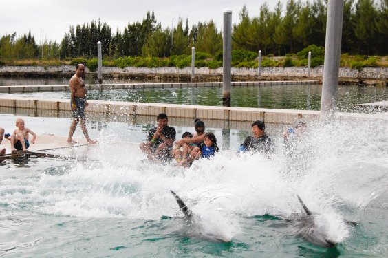 Dolphin Encounter Interact with dolphins in the natural environment of The Dolphin Experience lagoon. Choose from a variety of exciting dolphin Interactions.... you can take half and full day trips Swim with the Dolphin and snorkel Grand Bahama and its amazing reefs.