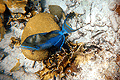 Bahamian colourful Trigger Fish