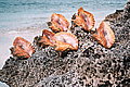 Conch Shells on Grand Bahama Island