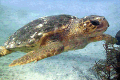 Bahamas turtle